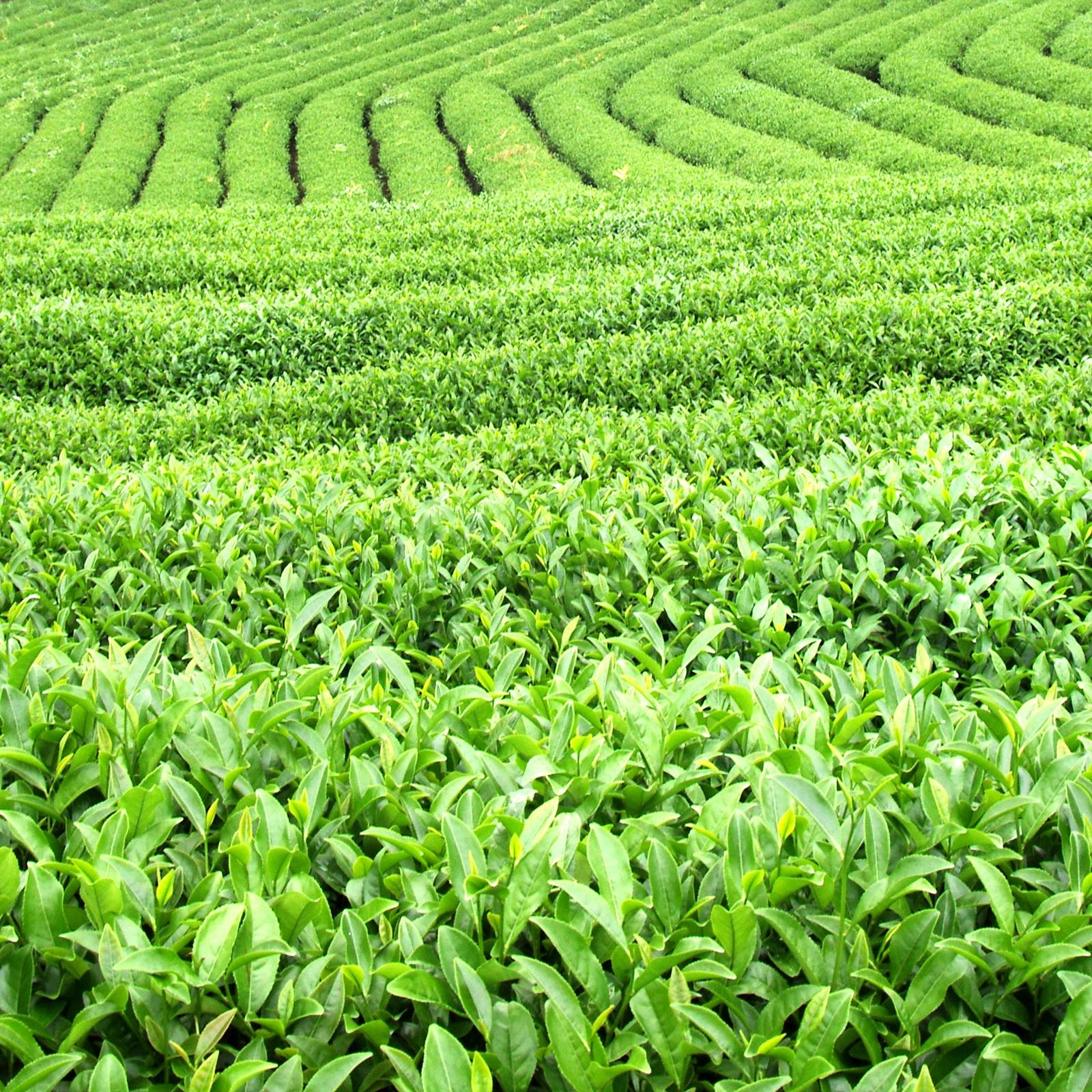 红茶有哪些品种 前十名