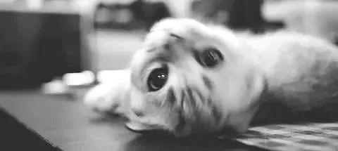 猫宝宝怎么起名字(有什么好看的微信头像和好听的微信名)