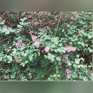 哈尔滨银行丁香花理财相关长尾关键词有哪些