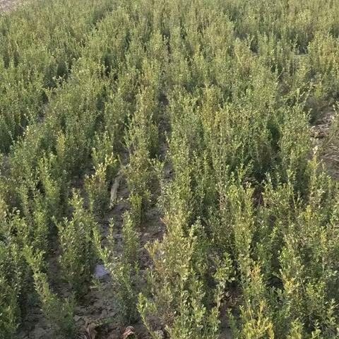 保定市朝鲜黄杨的长尾关键词有什么