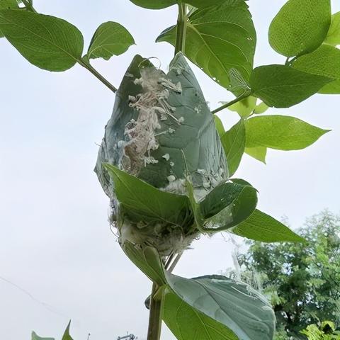 裁缝 电影的长尾关键词有哪些