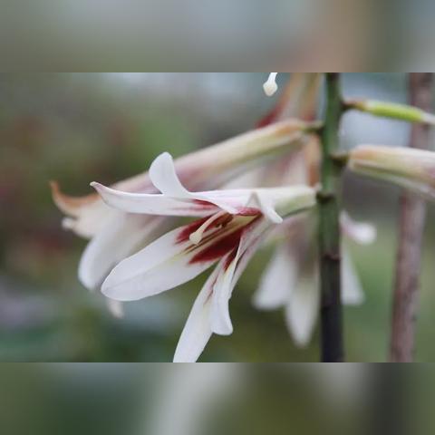 厦门同安野山谷门票的相关长尾关键词有哪些