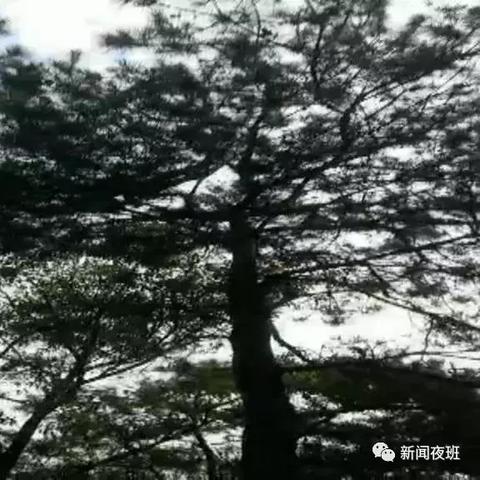 南宁松树肥料批发的相关长尾关键词有哪些