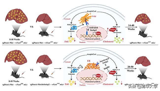 肝脏病杂志核心期刊目录非布司他别嘌醇苯溴马隆到底有什么区别
