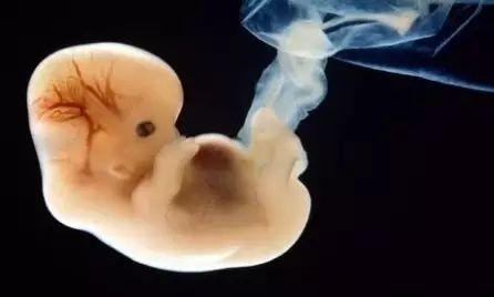胎儿的性别是如何形成的