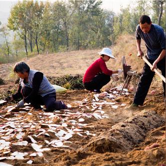 临沂市的小玉米的长尾关键词有哪些
