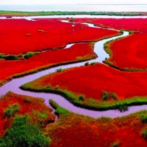 盘锦红海滩门票/盘锦红海滩门票需要预约吗