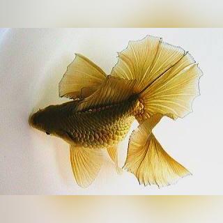 台湾手机号大全的长尾关键词有哪些