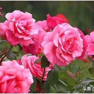 兰州九州月季公园的相关长尾关键词有哪些