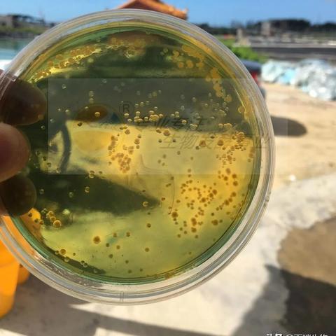 金刚虾福建的相关长尾关键词有哪些
