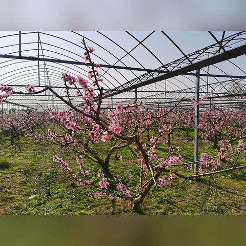 南通哪里桃花最多最漂亮长尾关键词有什么