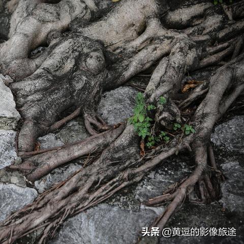 南宁市园林博览会的相关长尾关键词有哪些