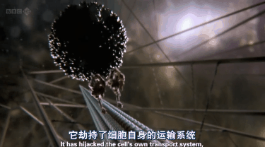 史诗级的病毒大战细胞场面，这部9.4分的科学纪录片震撼人心
