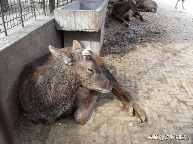 动物园是为动物服务还是为人服务