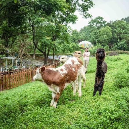 宁波雅戈尔动物园门票的长尾关键词有什么