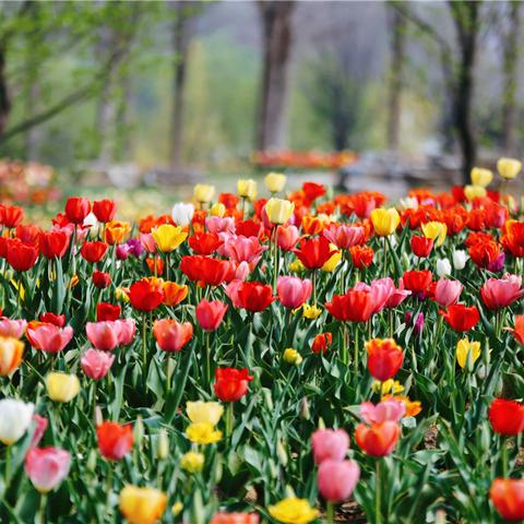 济南鲜花港营业时间相关长尾关键词有哪些