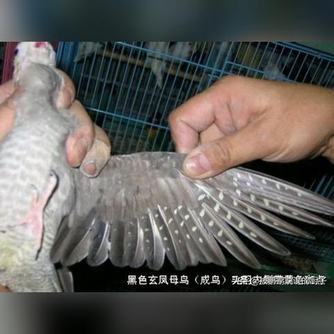 玄凤鹦鹉出售沈阳相关长尾关键词有哪些