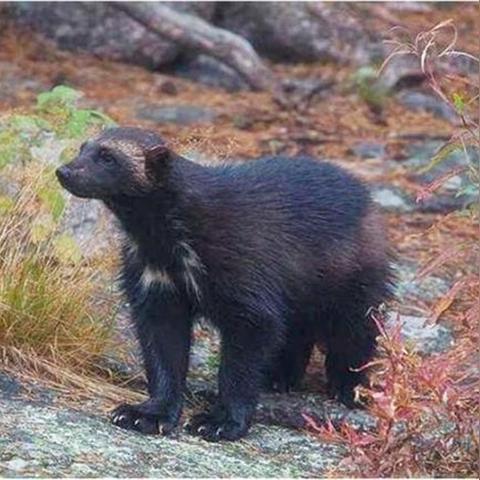 [苏州生化园]长尾关键词有什么