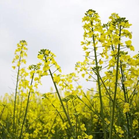 成都市区附近哪里油菜花