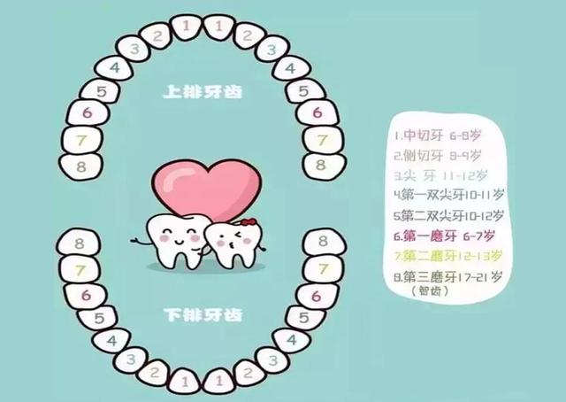 孩子几岁会换牙