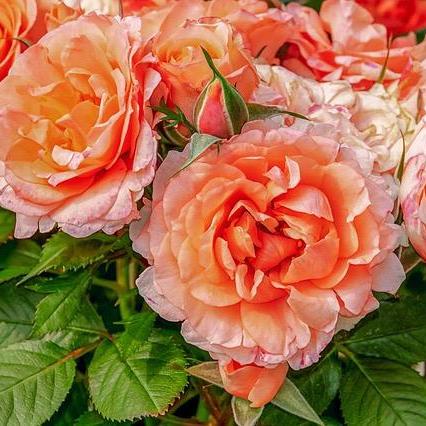 元月生肖运势排名(元月是什么生肖)