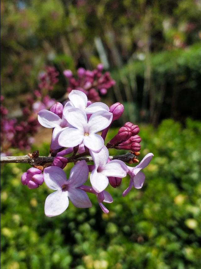 红丁香花语,丁香一样的颜色是什么颜色?"