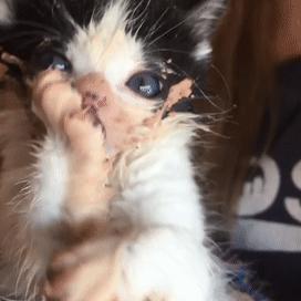 长沙牛奶猫领养相关长尾关键词有哪些
