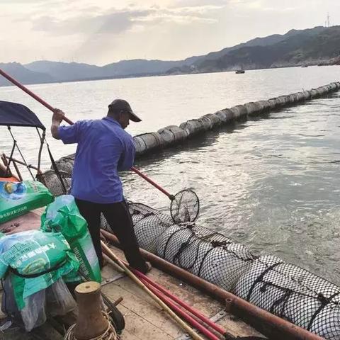 福建哪个省份有紫菜