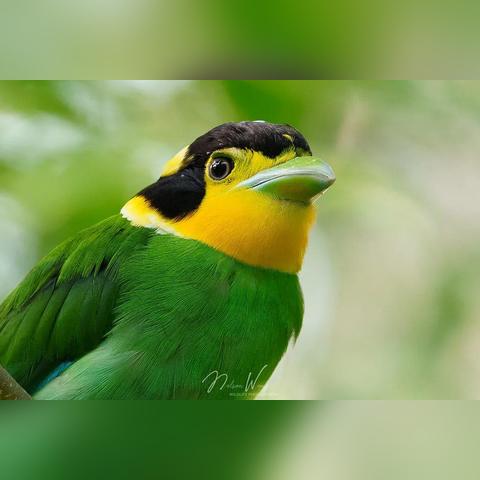 手绘小猫图片大全可爱的长尾关键词有什么