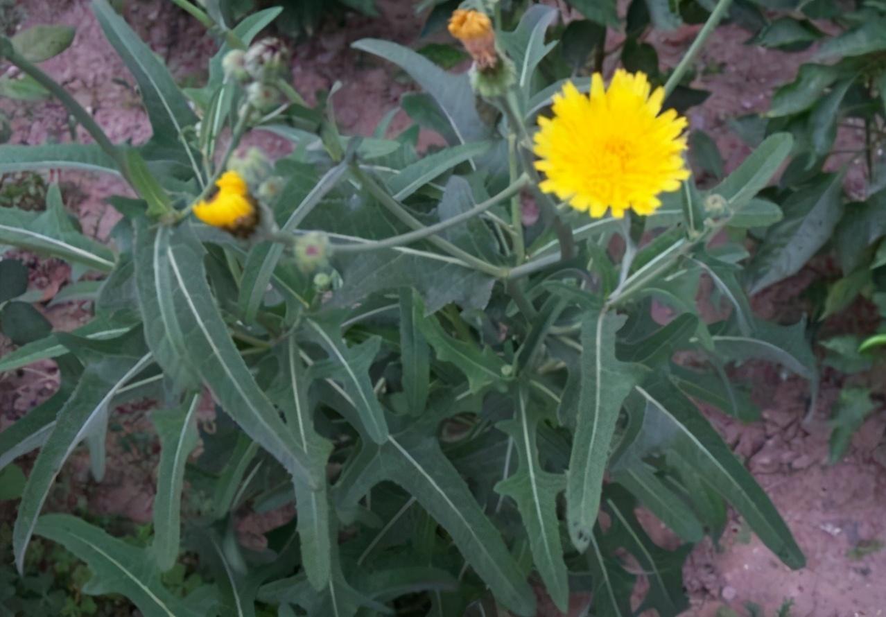 小满宝宝起名怎么起(芒种是个什么节气)