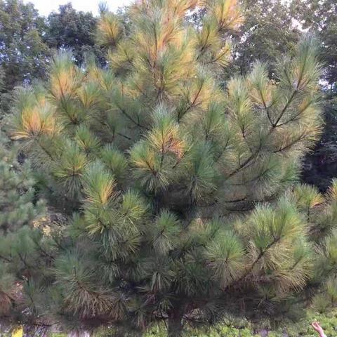 哈尔滨老青松饭店相关长尾关键词有哪些