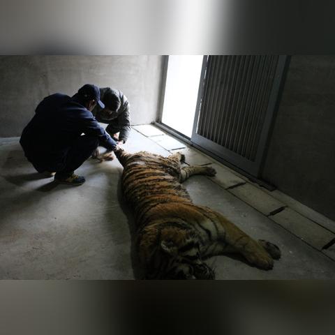 武汉市动物园哪个好玩