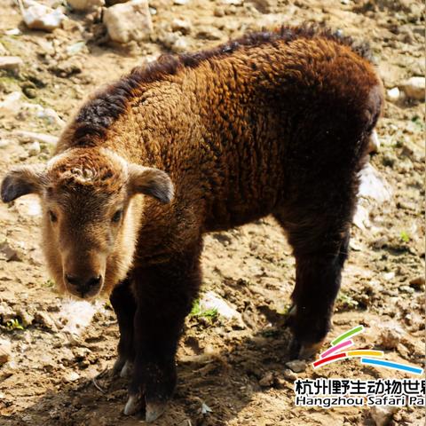 杭州市金牛村在哪个区啊