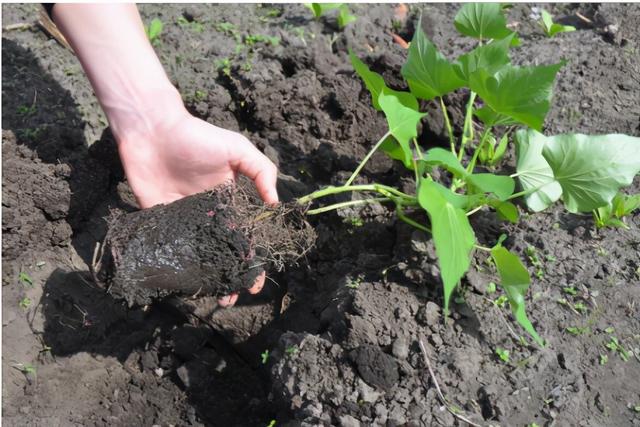 怀孕期间梦到红薯藤是什么预兆 怀孕期间梦到红薯藤是什么预兆