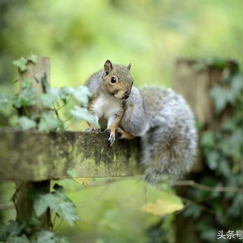 10月9日生肖运势(10月9日特吉生肖)