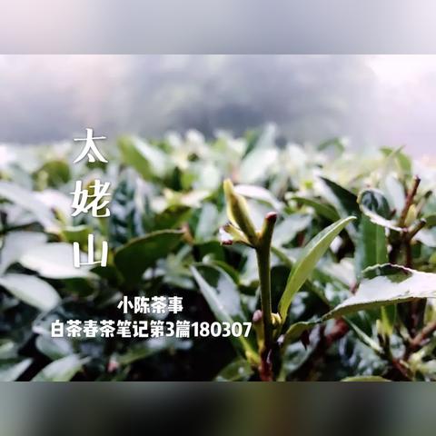 福建省福鼎市白琳镇的相关长尾关键词有哪些
