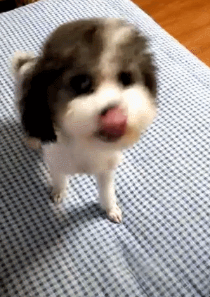 泰迪小色狗搞笑可爱萌萌哒gif