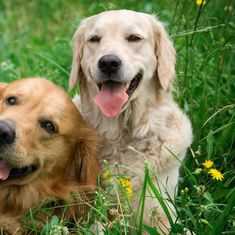 千山万水打一准确最佳生肖意指哪一个生肖,独家深入探究解释