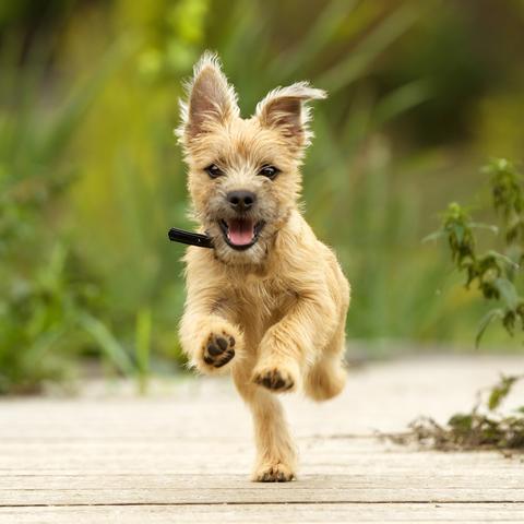 3月19生肖狗运势(属狗的3月生今年财运怎么样)