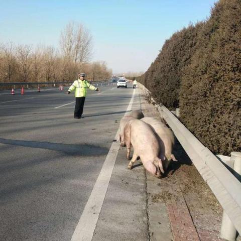 石家庄市监狱越狱的长尾关键词有什么