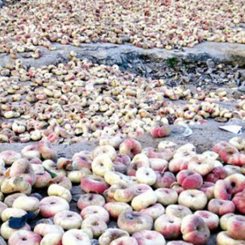 保定市桃树有哪些品种