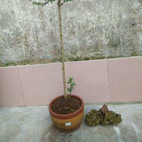 河南虎蹄迎春的相关长尾关键词有哪些