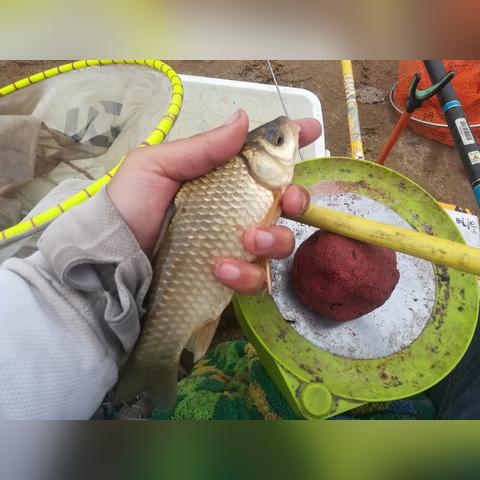 临沂市鲫鱼苗批发的长尾关键词有什么