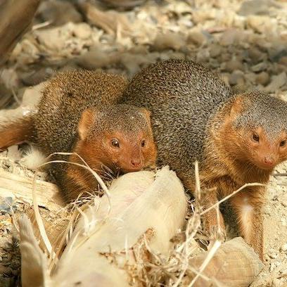有关蛇的电影的长尾关键词有哪些