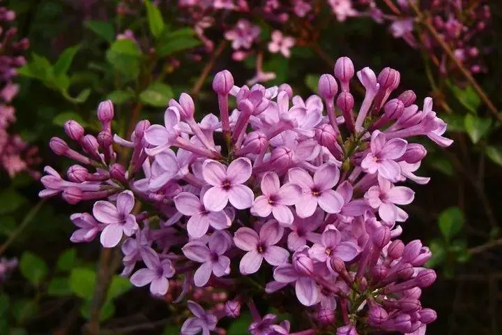 如何发表转发微头条 热门微头条如何转发