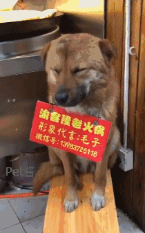 狗狗帮火锅店招揽生意，它脖子上还挂个牌子，网友看后笑喷