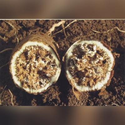 【涕灭威,涕灭威人吃了会咋样】