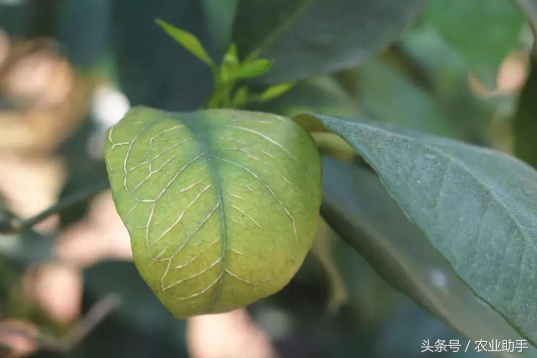 柑橘花蕾期病蟲(chóng)害圖片_2018年柑橘花量少