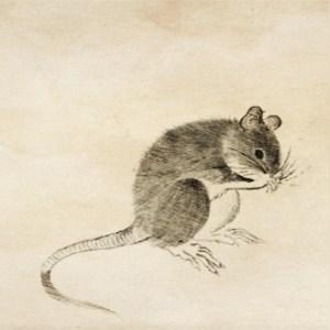 生肖鼠十年运势如何(属鼠的十年运势走势图)