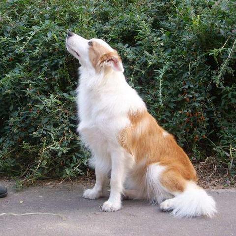 昆明市边牧多少钱一只